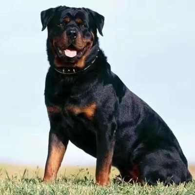 纯种罗威纳幼犬活体德系防暴犬护卫犬罗威纳警犬大型猛犬看家狗狗