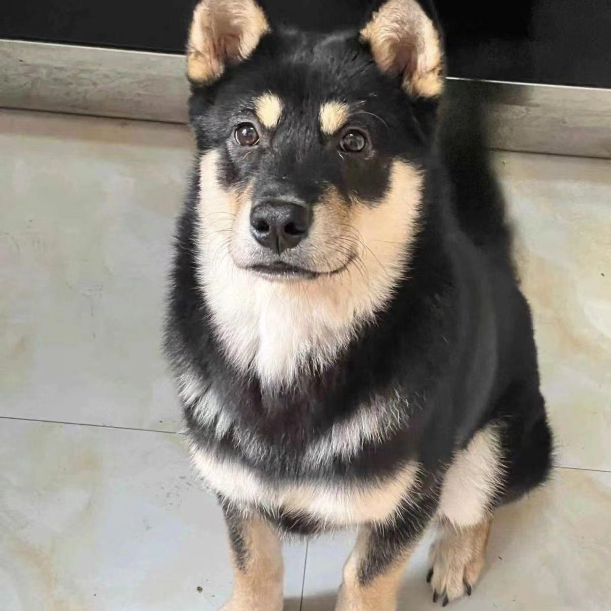 四眼铁包金黑狗宠物狗忠诚超萌犬华园小黑色活体便宜广西包银护主