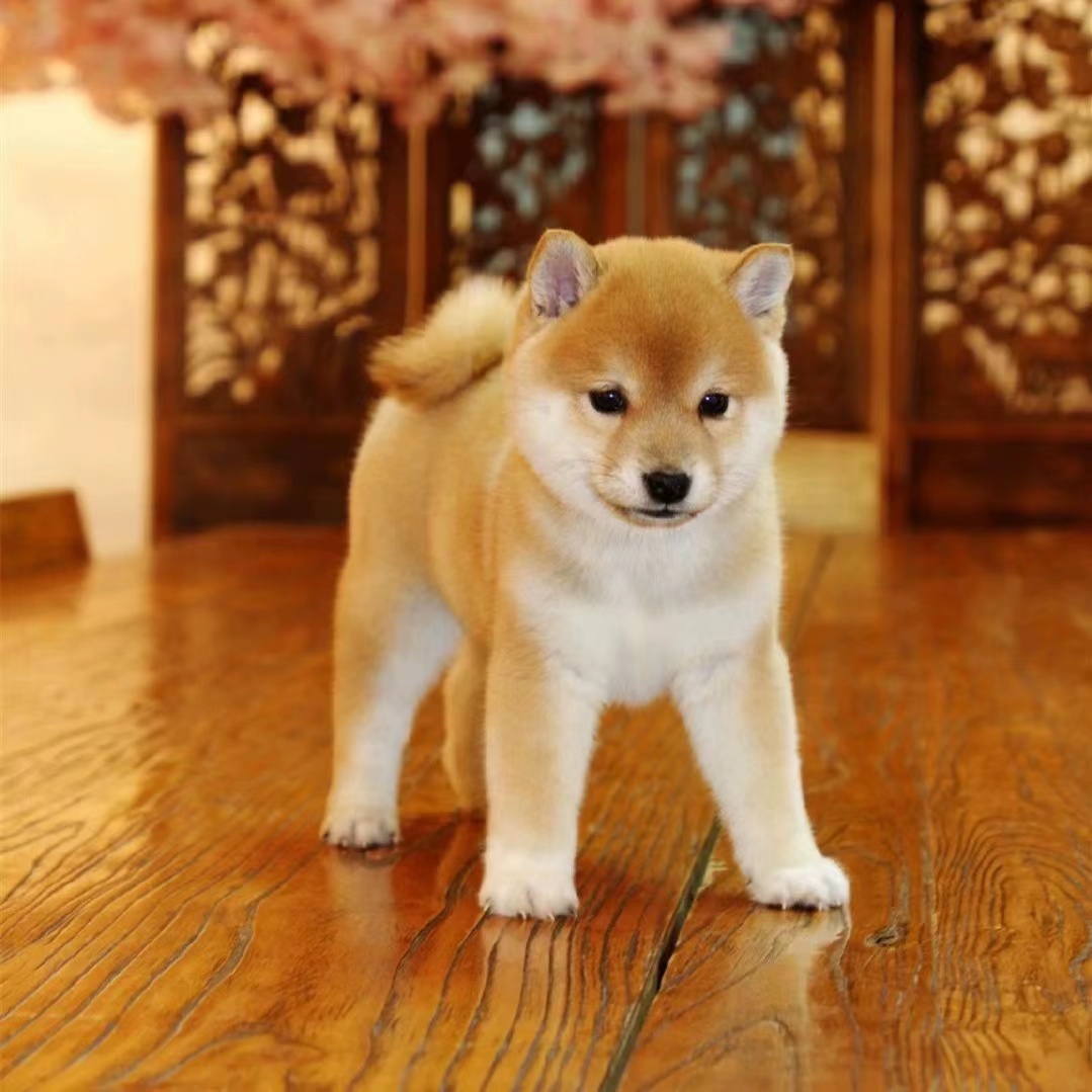 纯种柴犬幼犬活体日本柴犬幼崽小型犬柴犬赤色豆柴幼犬宠物狗活体