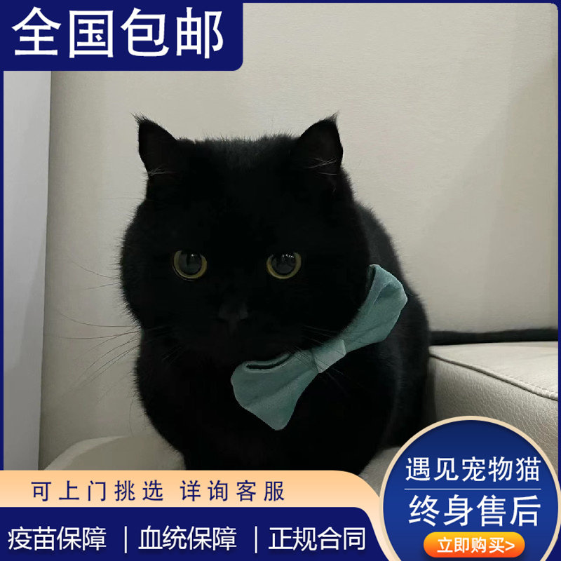 纯黑色曼基康矮脚猫英国短毛猫拿破仑长毛猫包子脸肥猫纯血统猫舍