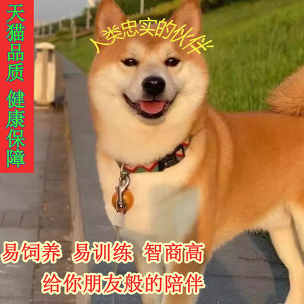 日本柴犬混血看家狗豆秋田小精品家庭活活泼真柴学生狗真狗超萌活