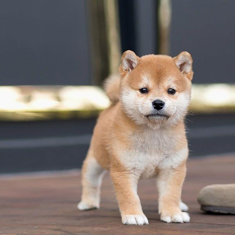 纯种柴犬幼犬黑柴日本豆柴双血统秋田赤色小型犬活物狗幼崽宠物狗