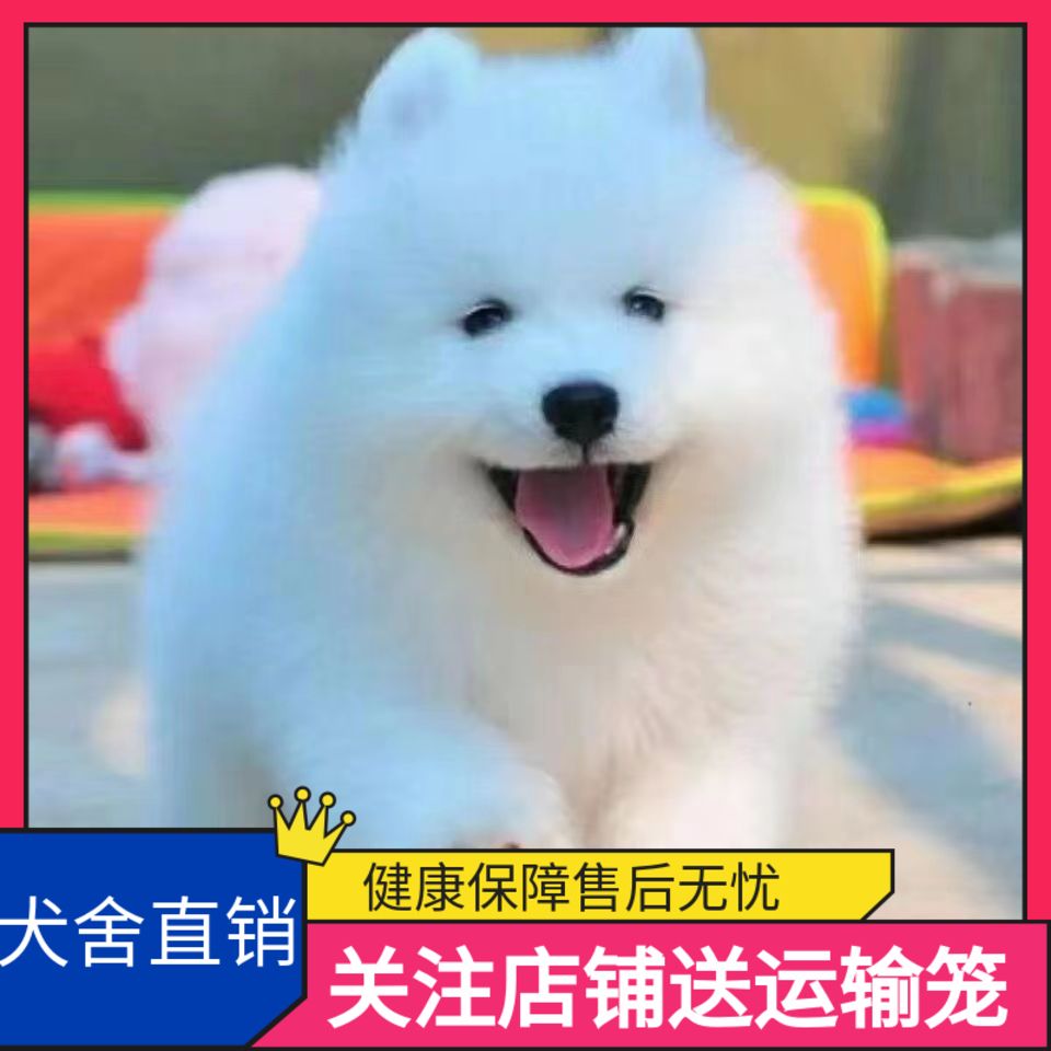 萨摩耶幼犬微笑天使狗活