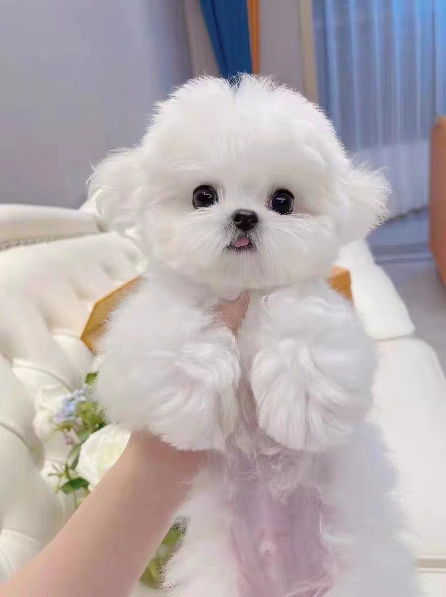 纯种比熊幼犬小体飞耳比熊长不大迷你茶杯犬家养小型犬活体宠物狗