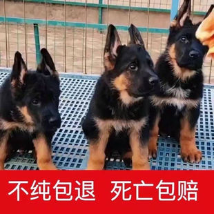 纯种德牧幼犬边牧羊犬活体德国牧羊犬幼崽警犬狼狗训练犬看家宠物