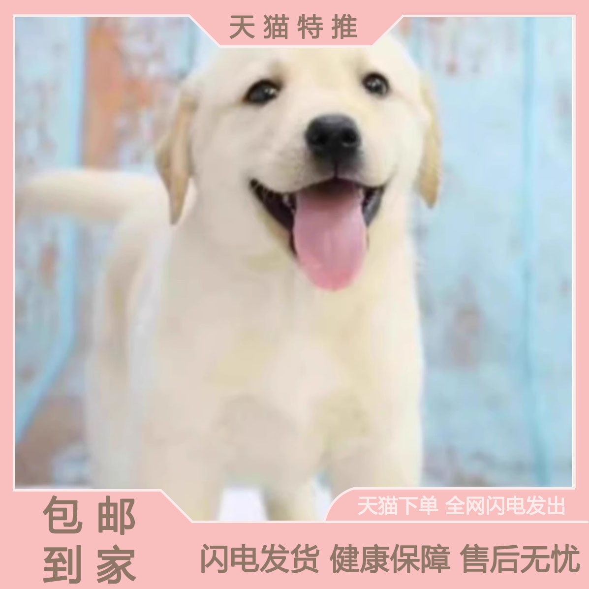 拉布多幼犬纯种导盲神小