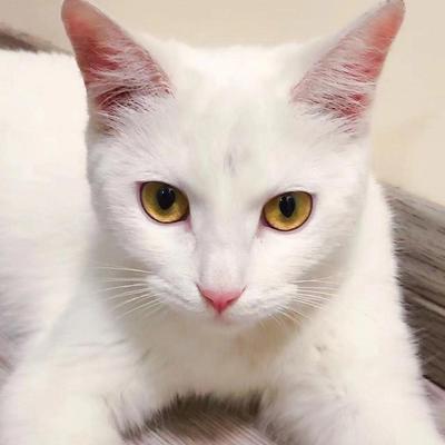 中华田园猫小猫家养活体捕鼠猫狸花猫三花猫狸白猫黑白奶牛猫活体