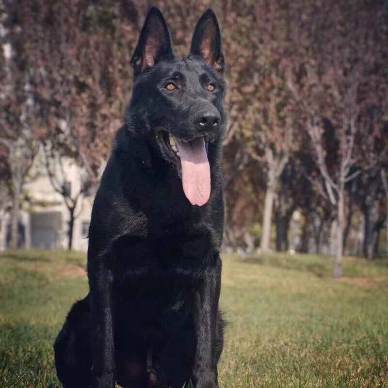 纯种东德牧羊犬幼犬活体德牧幼崽看家护院警犬大型犬黑色放羊狗狗