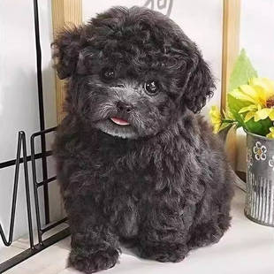 泰迪幼犬长不大幼崽黑色贵宾犬家庭养可爱棕色小体超萌狗精品家养