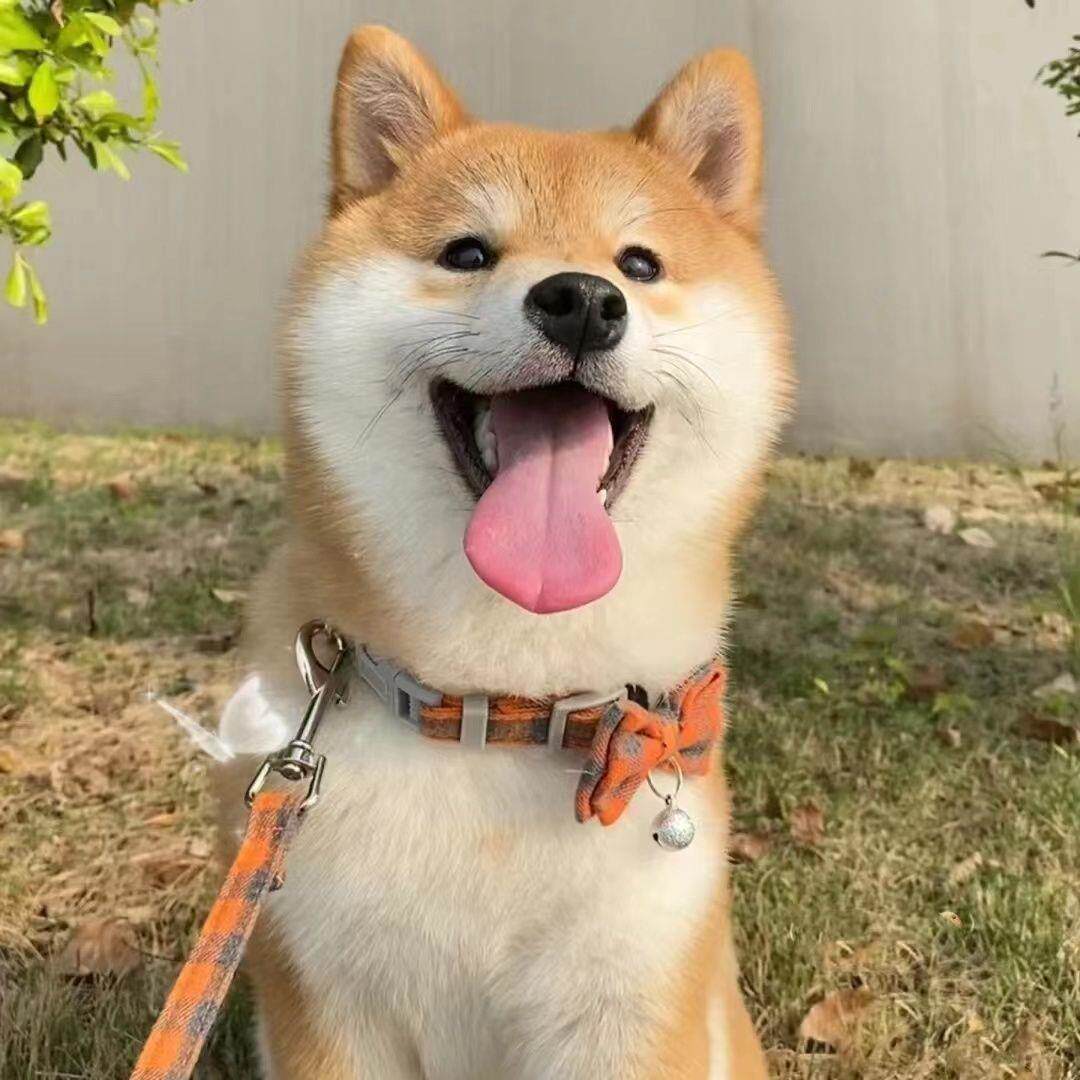 日本柴犬便宜小宠物中华田园混血秋田犬小型犬柴犬幼崽活狗豆柴犬