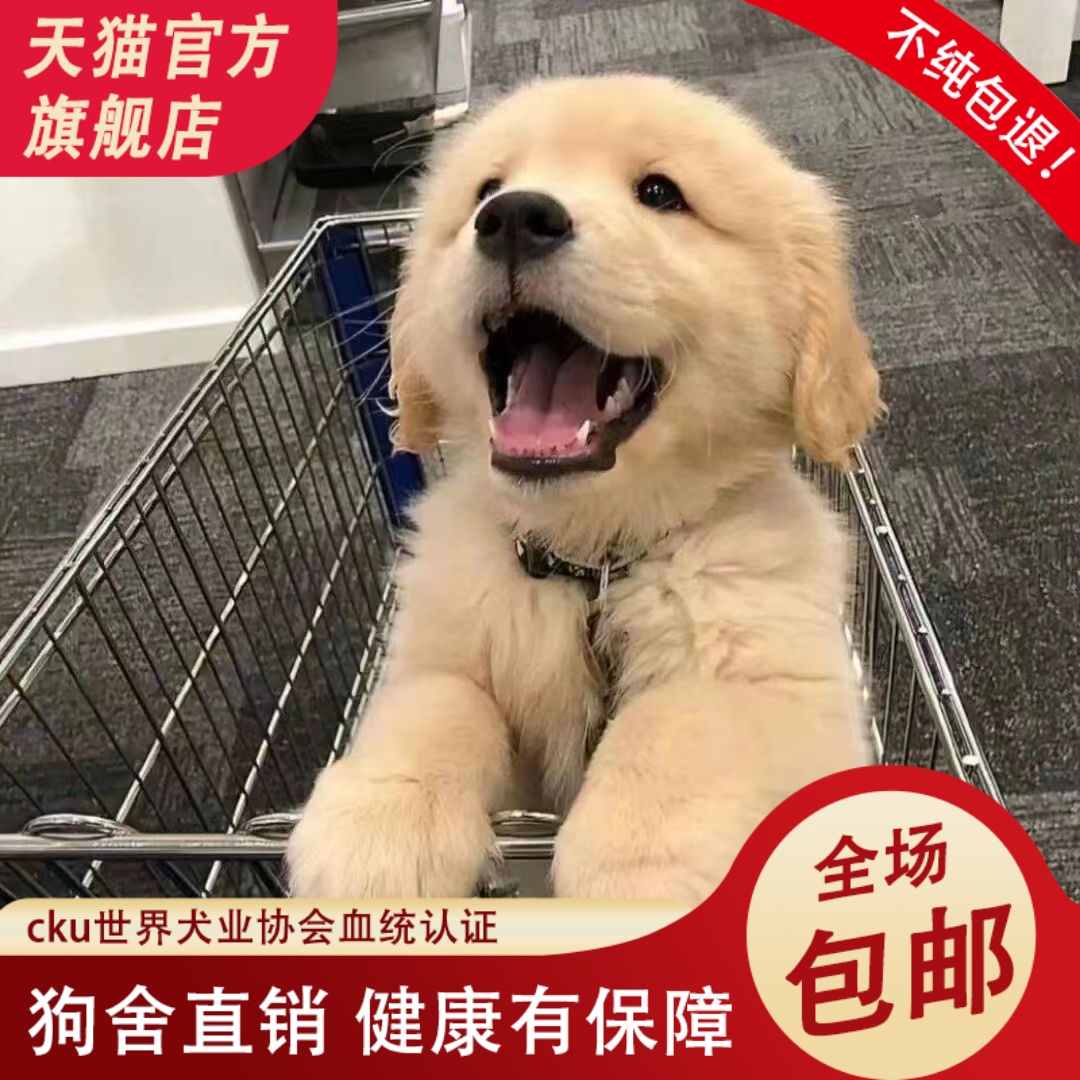 金毛幼犬活体宠物大骨架真狗双血统导盲犬家庭幼崽伴侣纯种狗狗活