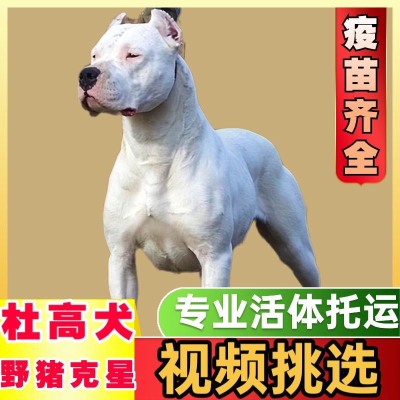 纯种杜高犬幼大骨架狩猎