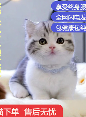 中华田园猫小花猫橘猫猫可爱猫不掉毛高颜值狸花老虎纯种幼年猫咪