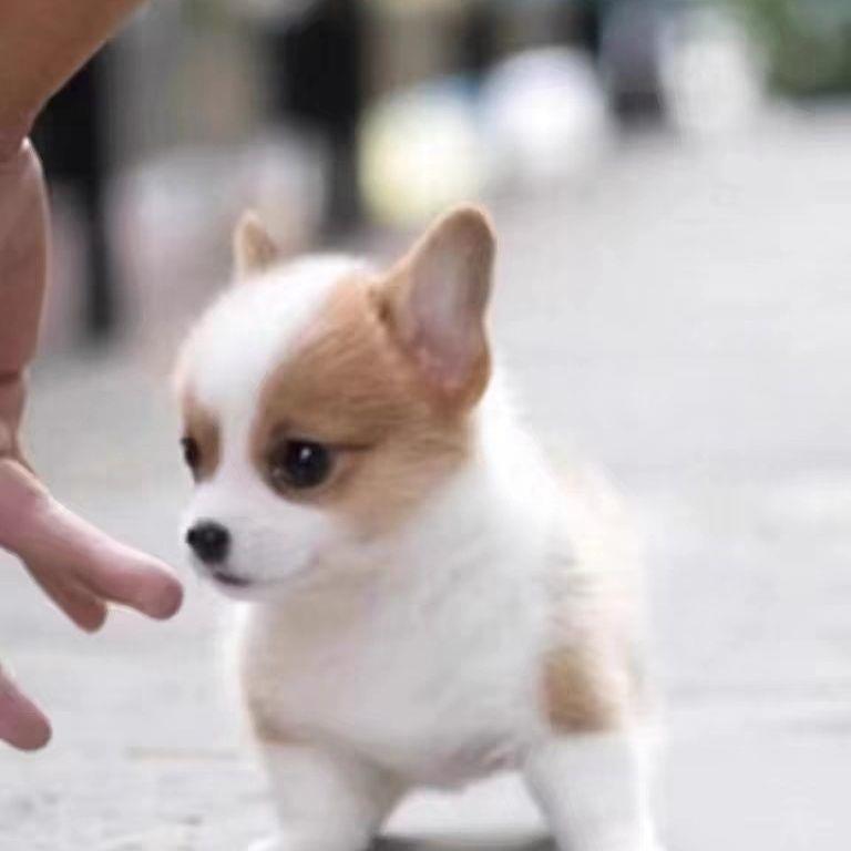 柯基幼犬活物小狗可爱宠物狗长毛两色不掉毛家养小短腿狗狗精品狗