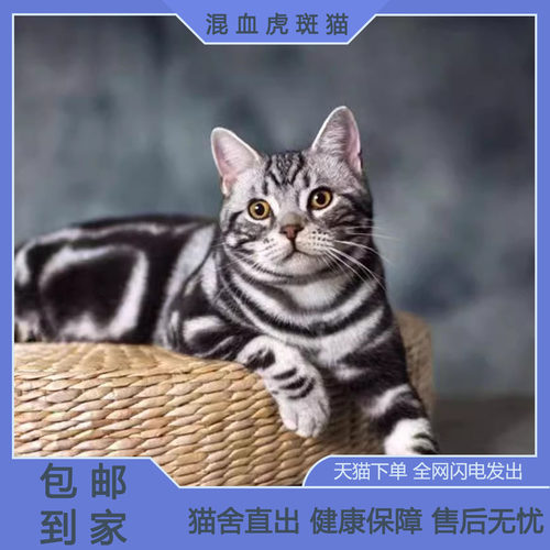 美短虎斑猫混血银好养活
