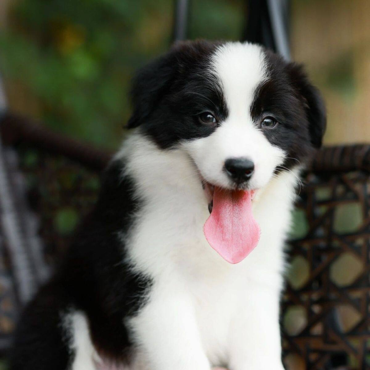 纯种边牧幼犬活体边境牧羊犬七白三通黑白陨石边牧中型犬宠物狗狗