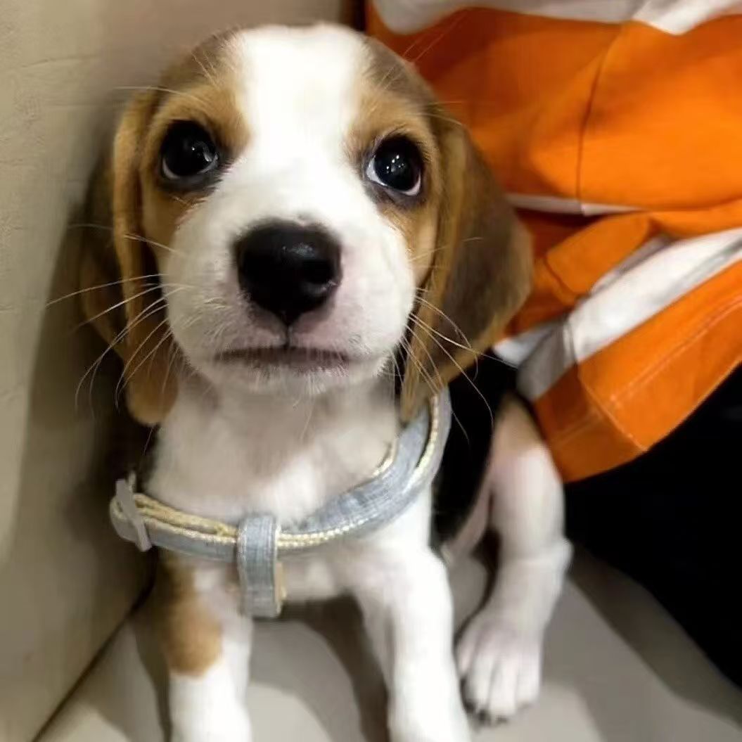 比格猎犬警犬小型犬活的米格鲁猎兔犬宠物狗双血统比格犬幼犬纯种