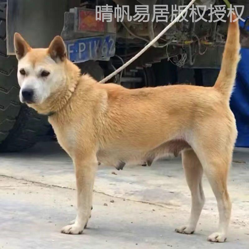 黄狗广西土猎犬中华田园