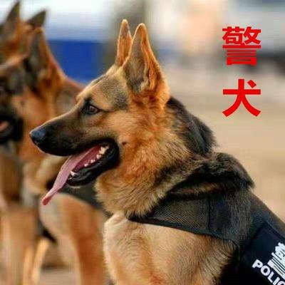 德国牧羊犬长毛狼狗警个晴帆易居