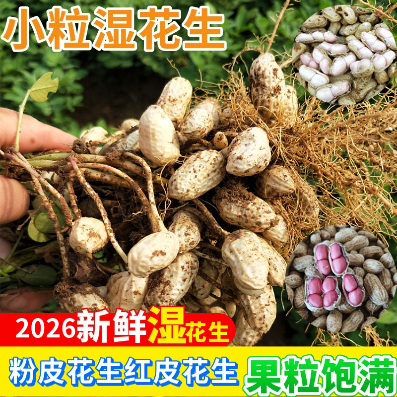 2026年当季农家自种新鲜湿花生带壳粉皮红皮小花生现挖小粒泥花生