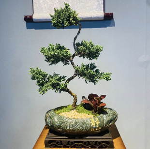 茶室禅意绿植真柏盆栽造型室内茶室办公客厅观赏盆景四季常青摆件