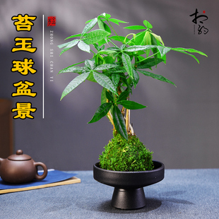 茶室禅意绿植苔玉球发财树盆栽中式简约意境盆景桌面茶几室内礼品