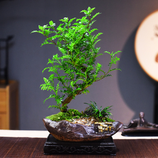 茶室禅意绿植清香木鲜活室内四季好养花卉绿植盆栽盆景客厅桌面