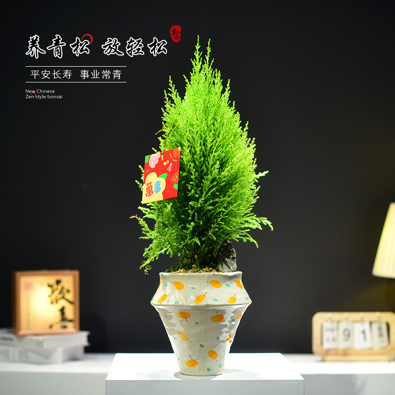 茶室禅意绿植松盆栽室内金冠柏办公客厅桌面大棵盆景装饰摆件好养
