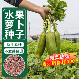 水果萝卜种子青萝卜樱桃萝卜种子秋冬季种菜籽四季蔬菜速成菜种子