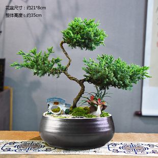 茶室禅意绿植真柏盆栽室内客厅好养办公室桌面盆景绿植四季常青