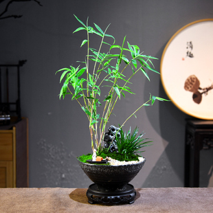 茶室禅意绿植红观音竹盆栽米竹凤尾竹植物国风盆景客厅办公桌面