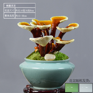 灵芝盆栽活体赤灵芝盆景室内客厅办公室耐阴观赏植物禅意摆件组合