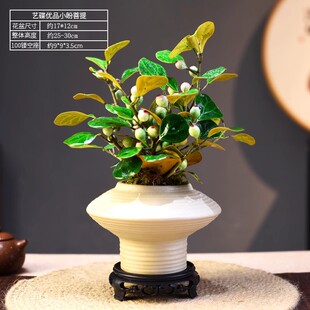 茶室禅意绿植小盼菩提树盆栽带果室内办公室桌面四季好养盆景摆件