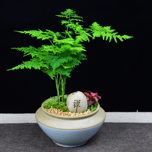 茶室禅意绿植黄杨盆栽文竹植物新中式玄关室内桌面盆景好养活四季