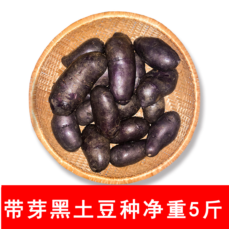 土豆种子黑金刚紫色洋芋马铃薯