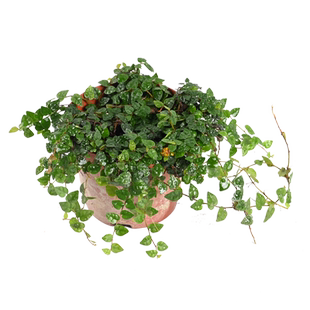 黄缘乌龟水陆缸造景植物小叶霹雳雨林缸攀爬植物生态匍匐生长绿植