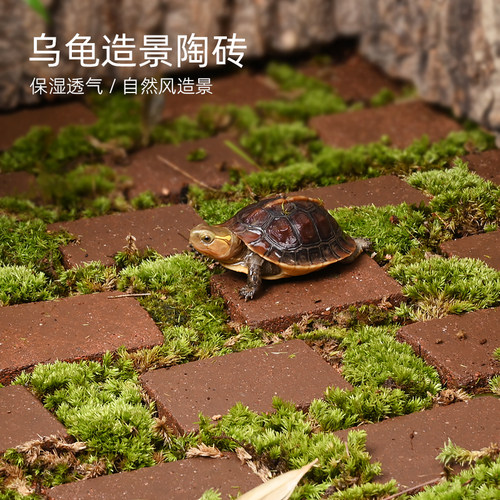 【官方推荐】黄缘半水龟造景陶砖