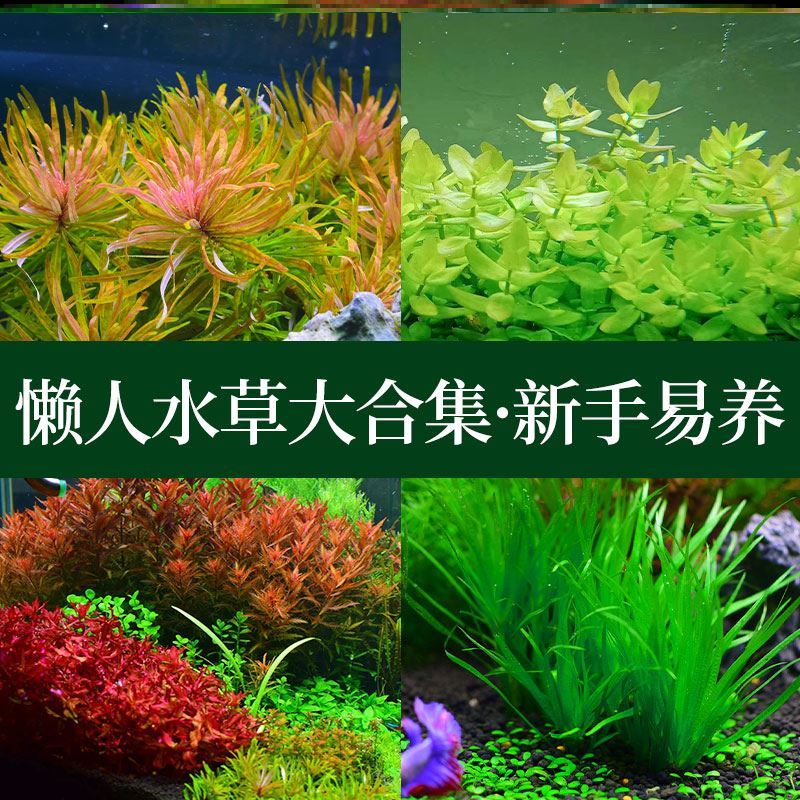 水草火烈鸟价格 水草火烈鸟图片 星期三 水草火烈鸟价格 水草火烈鸟图片 星期三