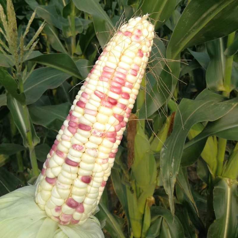 花糯玉米棒新鲜蔬菜现摘现发五彩玉米花糯米玉米整箱9斤包邮带箱