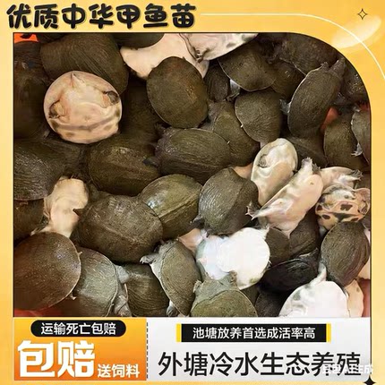 甲鱼苗活体外塘生态水鱼苗包活到家
