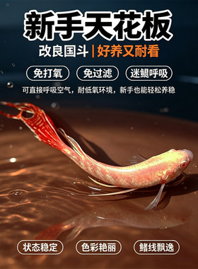 鸿运白兔斗鱼活体好养免打氧