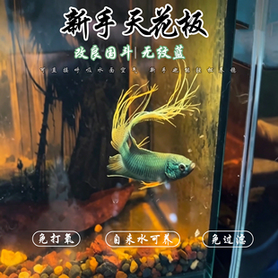 中国斗鱼游龙无纹蓝帝王蓝活体活鱼热带淡水冷水好养耐活免打氧
