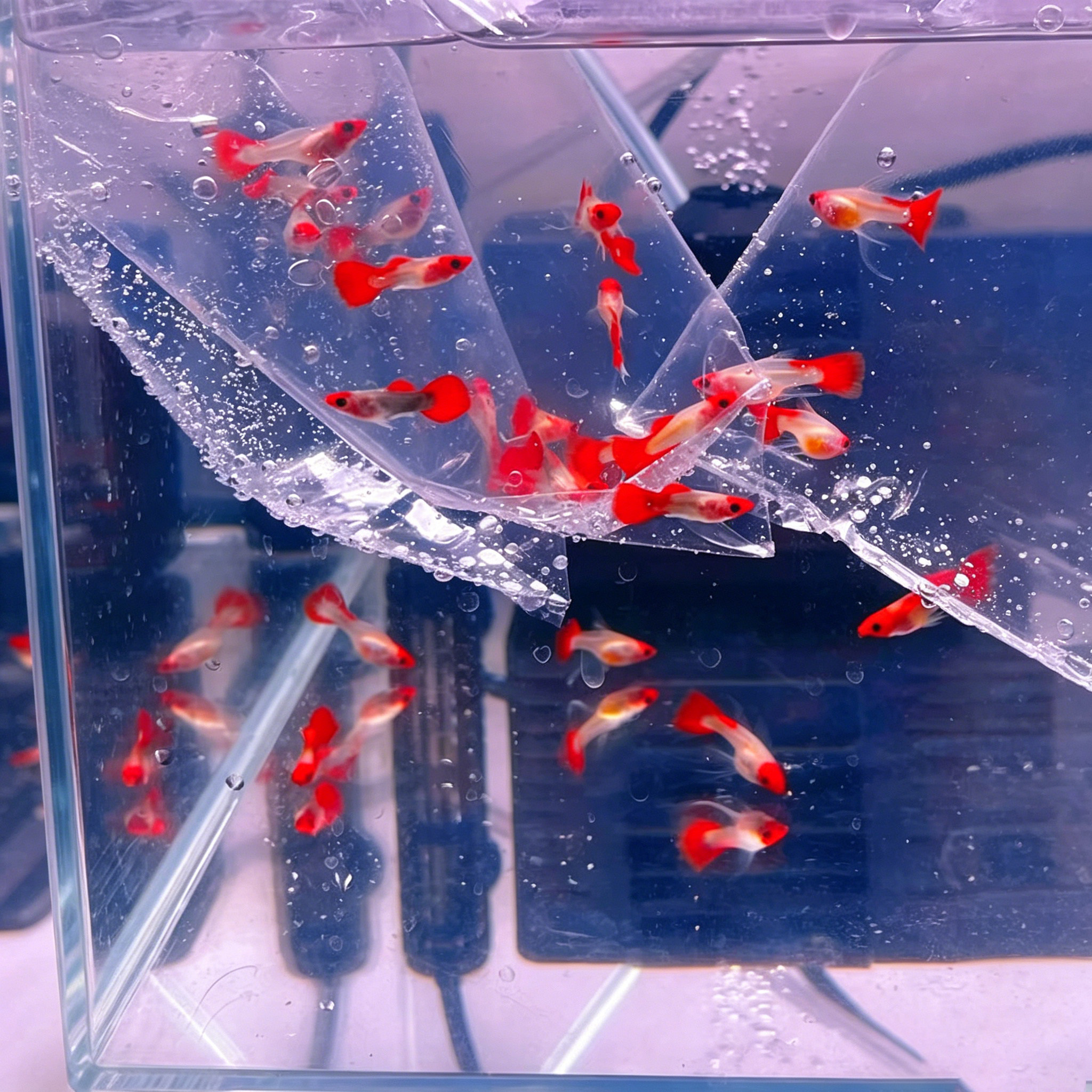 深海蓝红头玻璃猫孔雀鱼免打氧