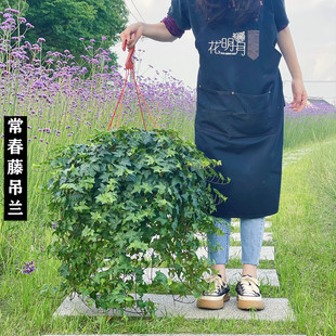 常春藤盆栽好养植物室内垂吊兰长春水培爬藤青叶花叶雪莹绿植花园