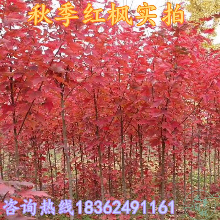 精品美国红枫树苗红冠红点中国日本红枫三季红鸡爪槭枫家庭绿化树