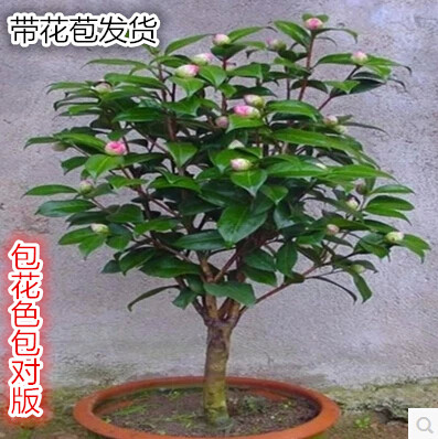 带原盆十八学士六角山茶花包邮