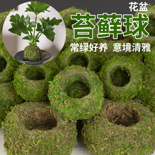 苔藓球花盆水培米竹苔藓球盆栽微景观青苔盆红磷蕨狼尾蕨专用花盆