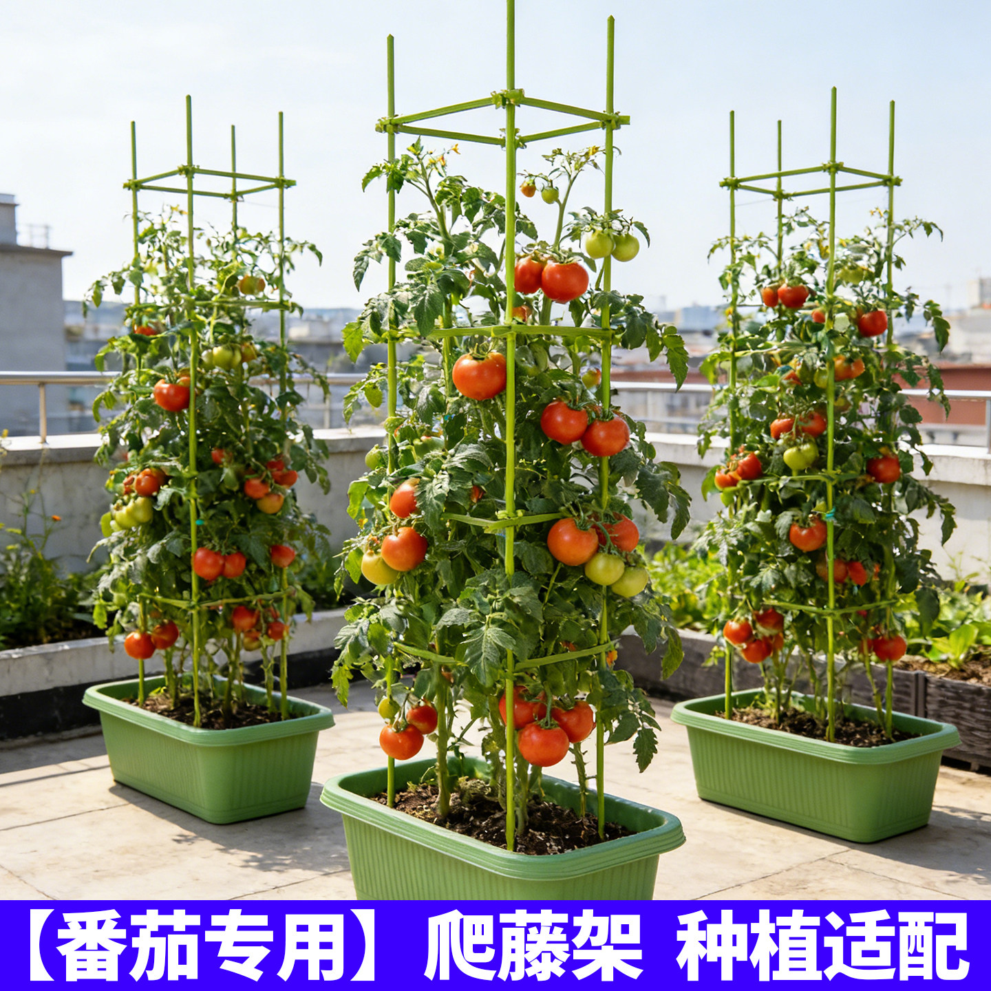黄瓜番茄爬藤架庭院蔬菜植物包塑钢管架子丝瓜藤蔓植物月季花架大