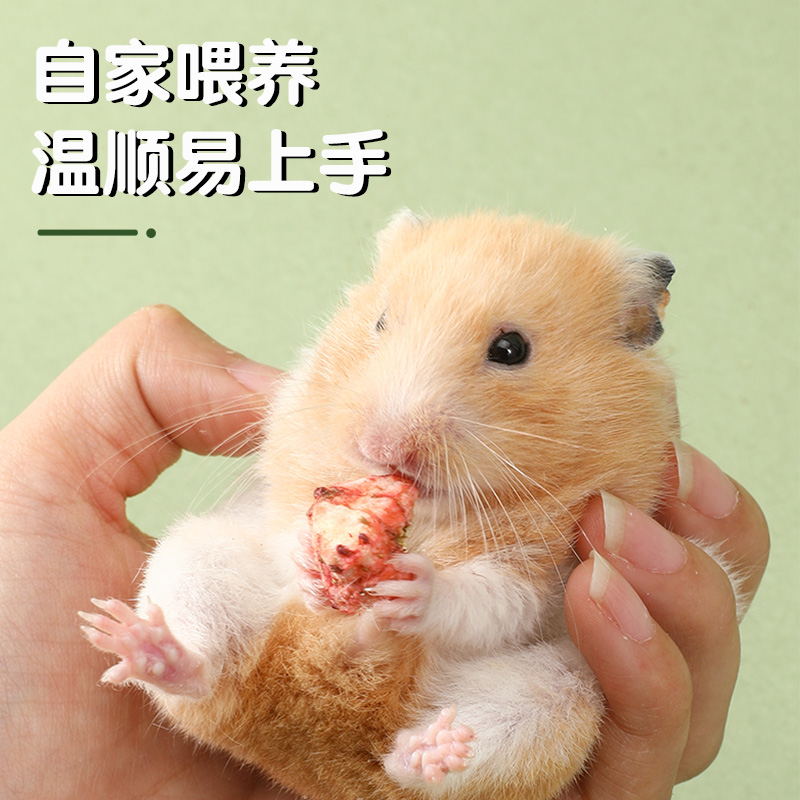 好养的仓鼠活物金丝熊已打疫苗