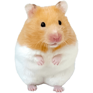 家养金丝熊小仓鼠活物可爱小宠物一公一母布丁大体型鼠类幼崽活体